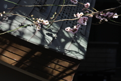 湯島天神