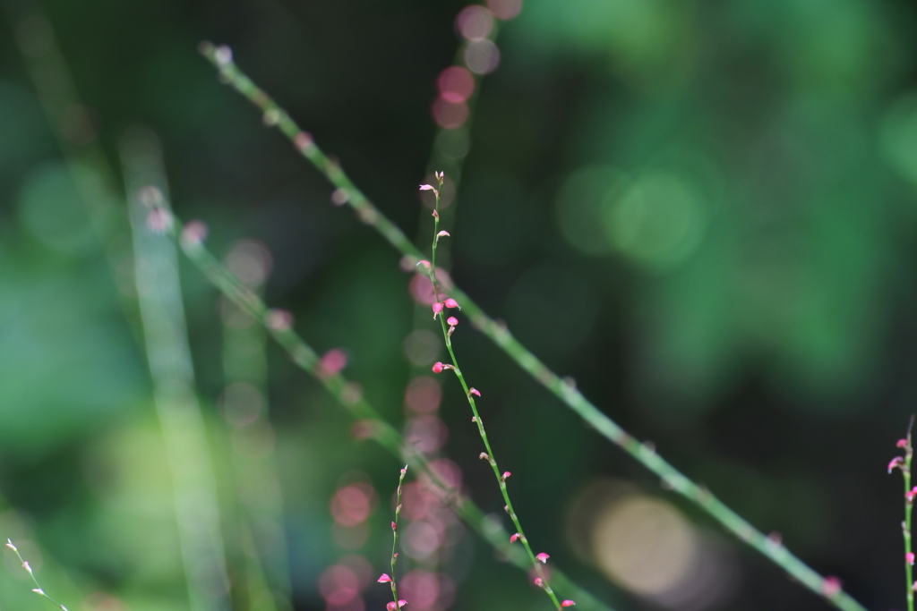 水引草