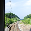 緑の中に白く見える電柱