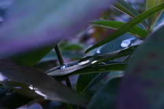隠れ家