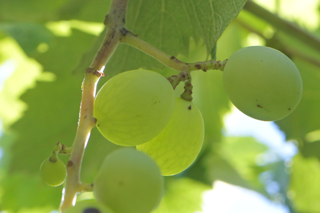 ぶどう