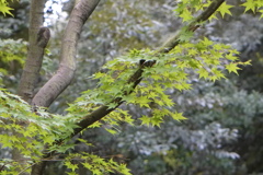 夏の緑から秋の緑、そして赤へと