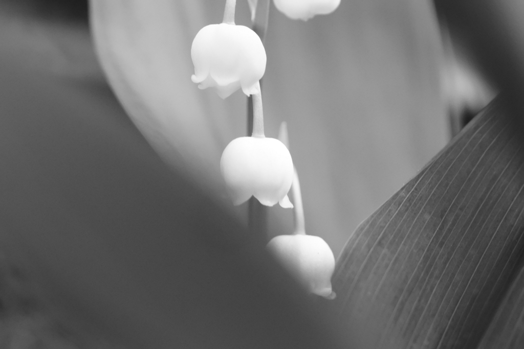 恥ずかしながらスズラン