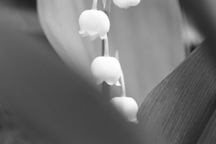 恥ずかしながらスズラン