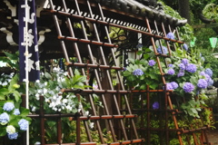 白山神社　紫陽花祭り～手水舎