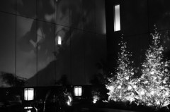 中庭のクリスマスツリー