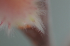ねこの毛