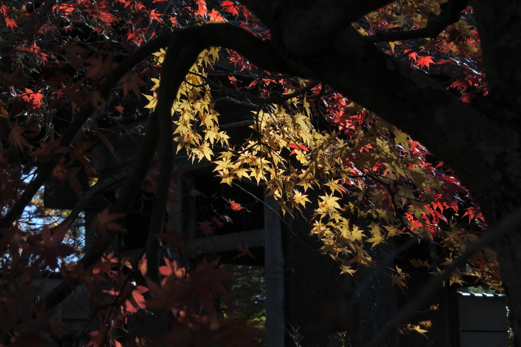 追分宿　泉洞寺の紅葉