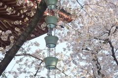 桜三昧　浄心寺