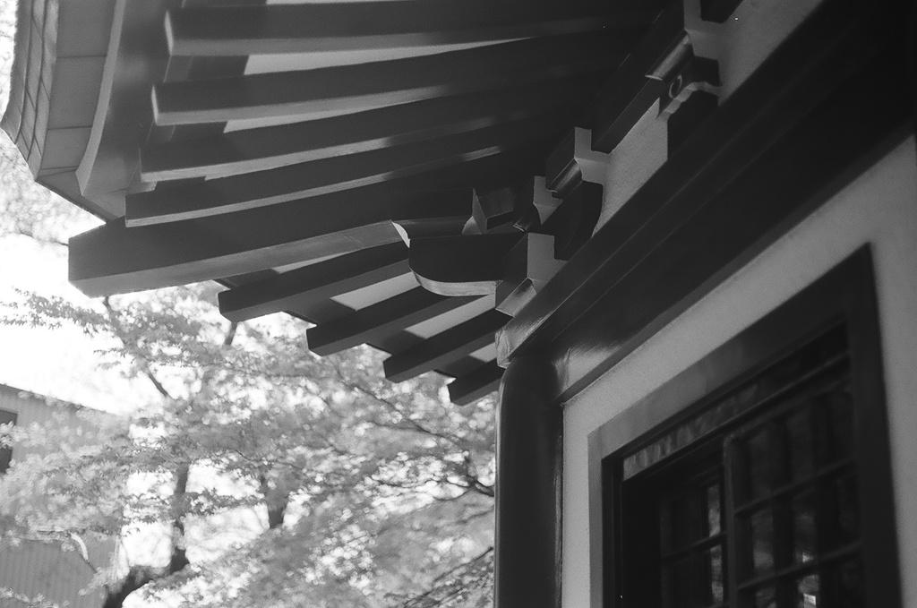 屋根越しの桜