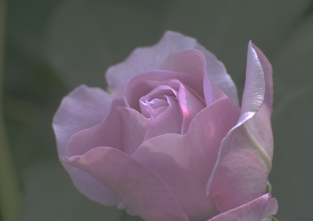 薔薇の名前～しのぶれど