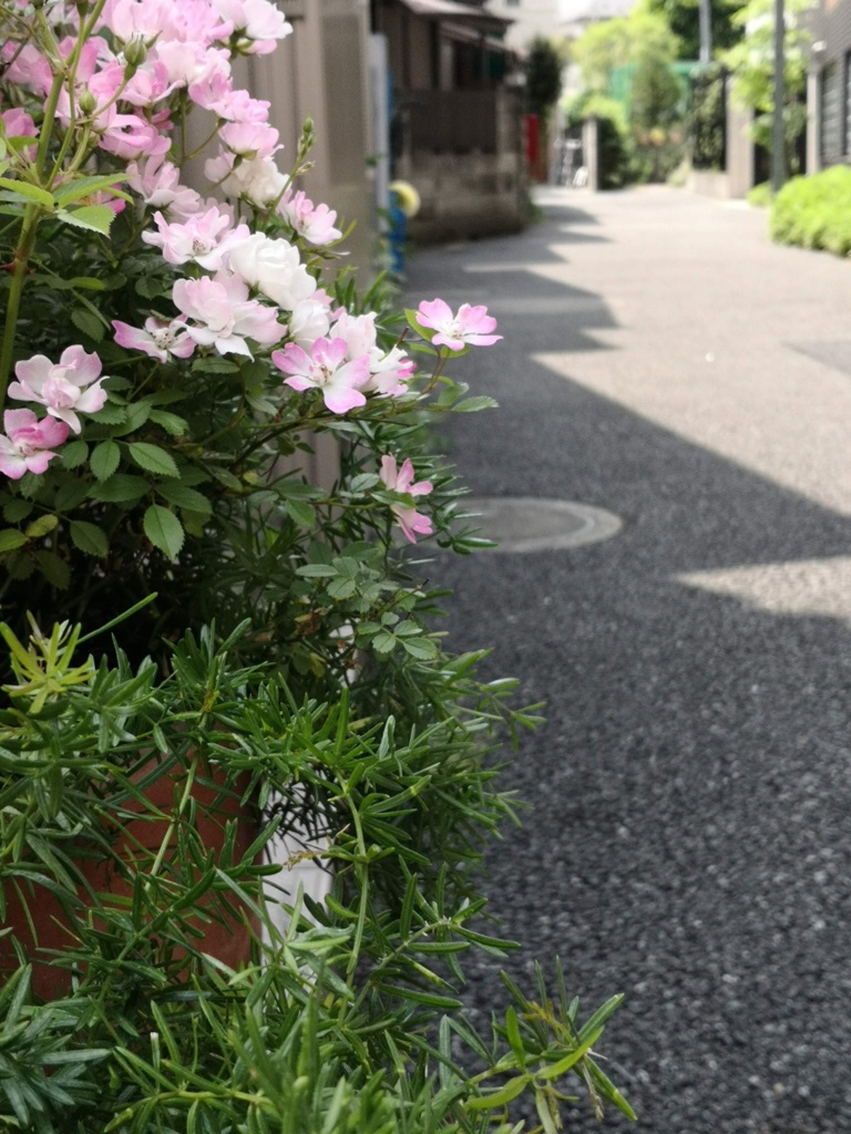 薔薇の咲く路地