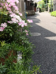 薔薇の咲く路地