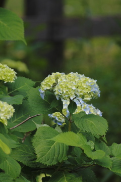 紫陽花