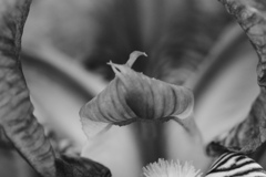 アイリスの花びらの中を覗く