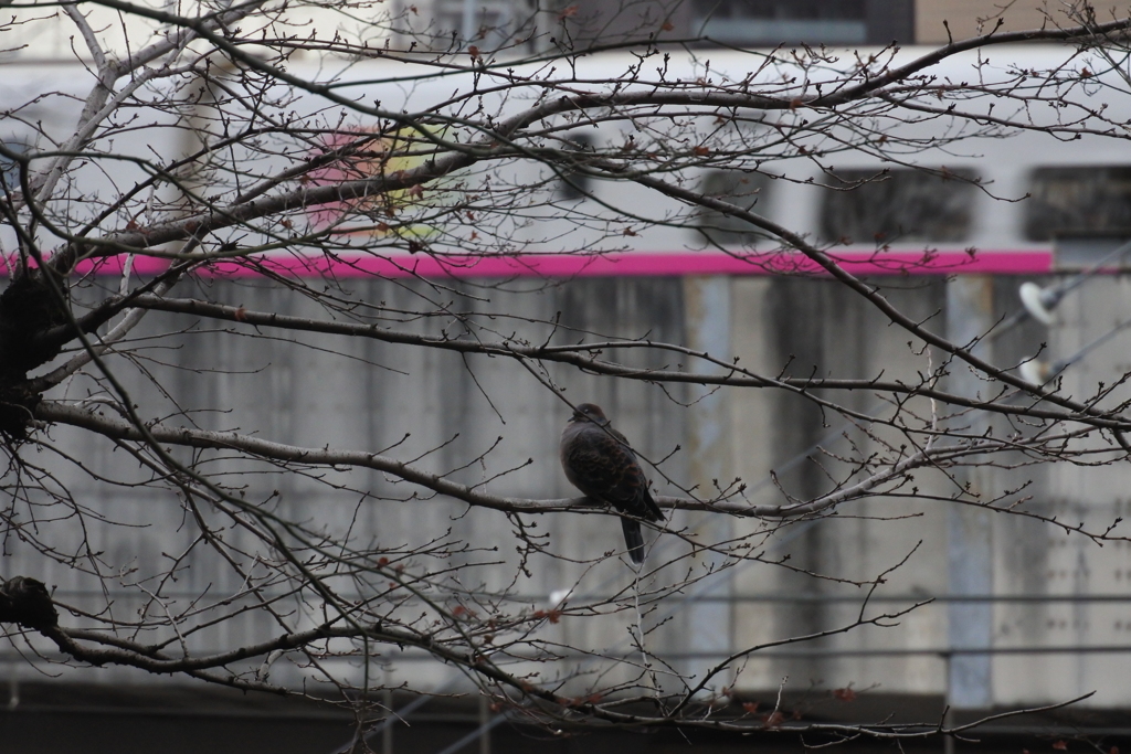 鳥と新幹線