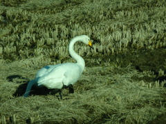 白鳥（おまけ）