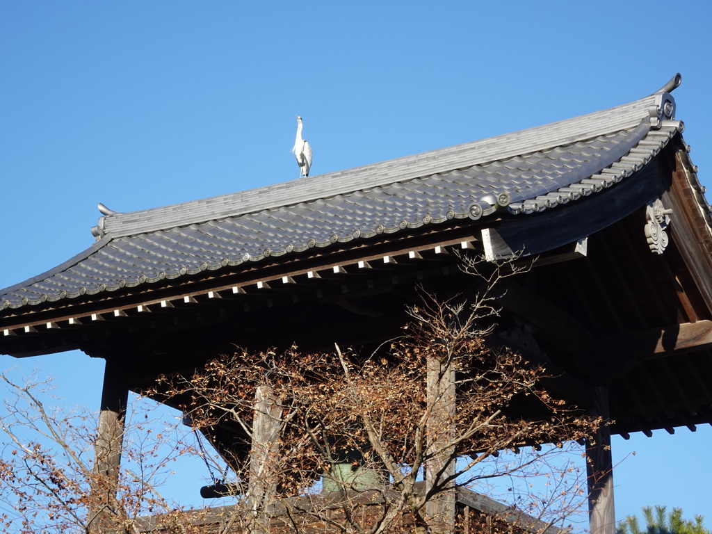 鐘楼の鷺