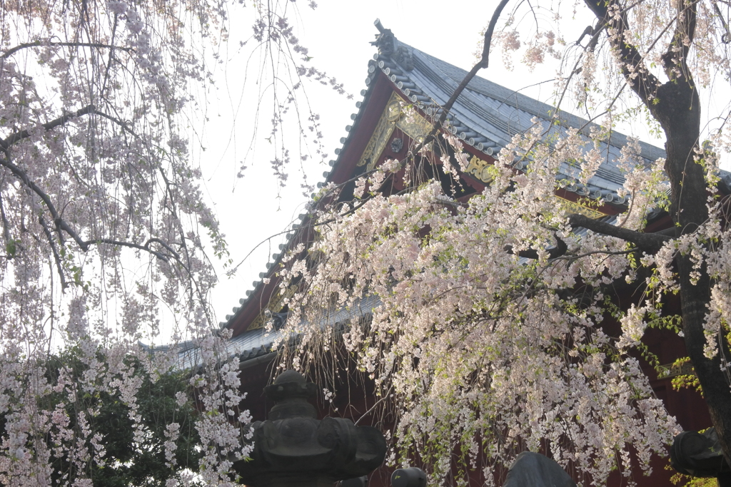 寛永寺清水観音堂の桜
