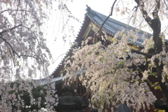 寛永寺清水観音堂の桜