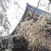 寛永寺清水観音堂の桜