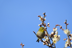 梅にめじろ