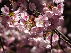 上野の桜