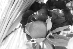 モノクロぼたん
