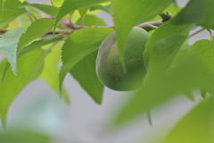 葉陰の梅