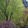 不忍池の桜と柳