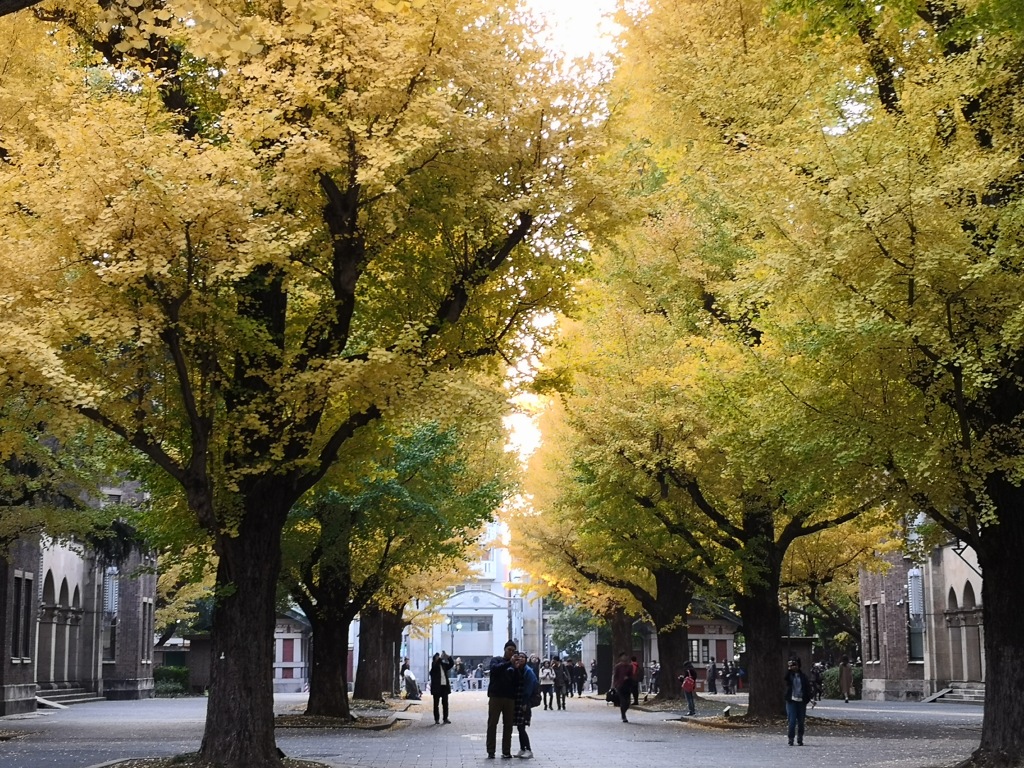 東京大学　銀杏並木