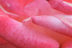 柔らかなくちびる