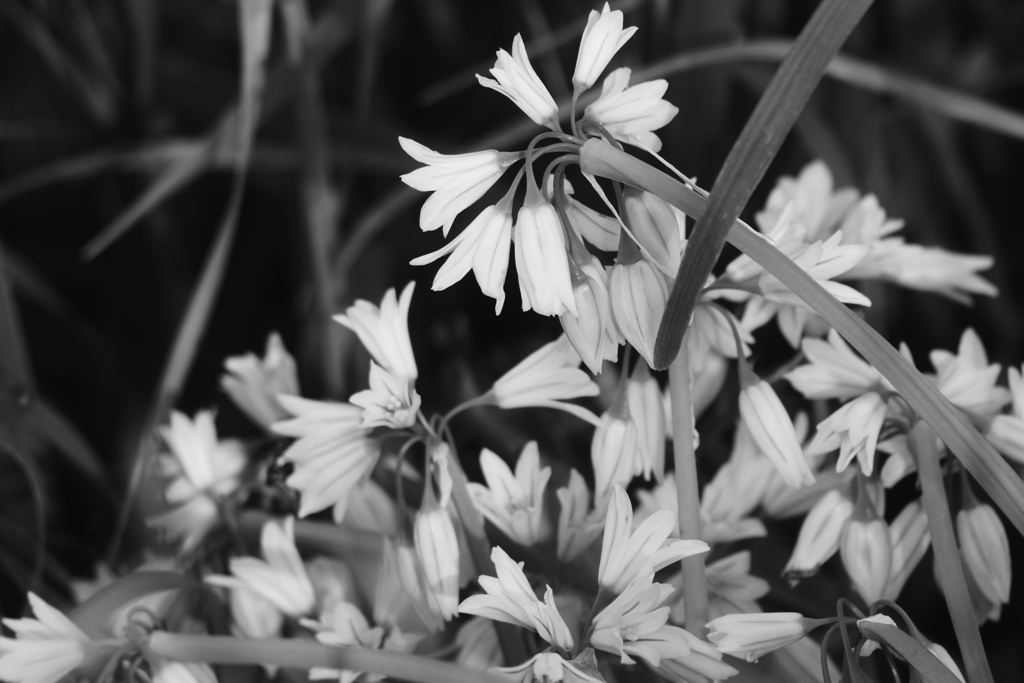 荒川河川敷の花2