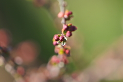 ユキヤナギの花芽