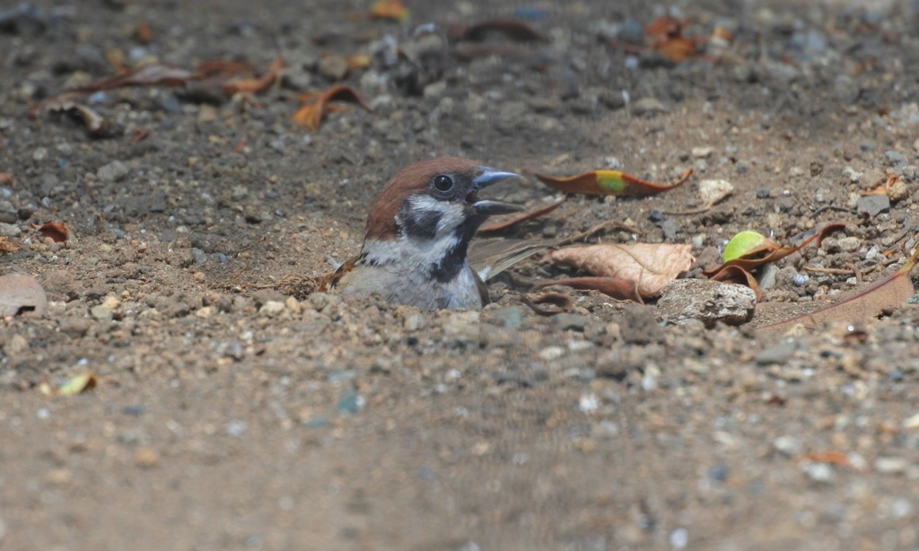 すずめの砂浴び　♪いい湯(砂)だな～♪