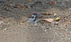 すずめの砂浴び　♪いい湯(砂)だな～♪