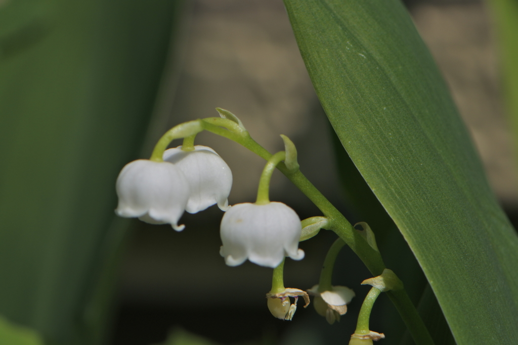 実家のスズラン