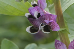 そら豆の花