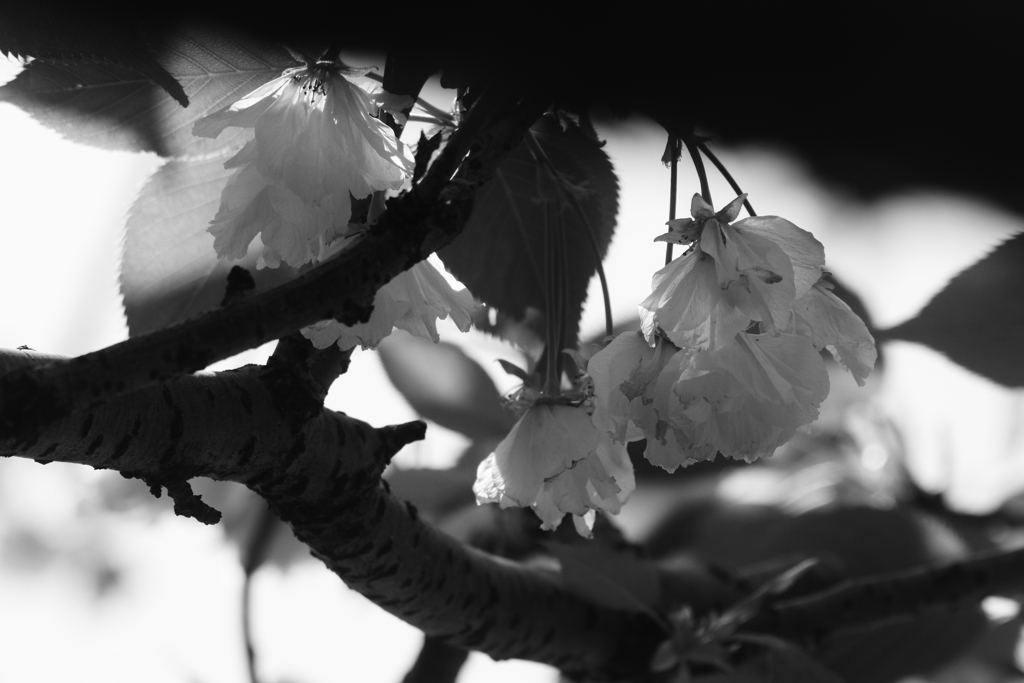 葉桜に変わる頃