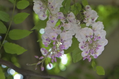 隣の公園の藤