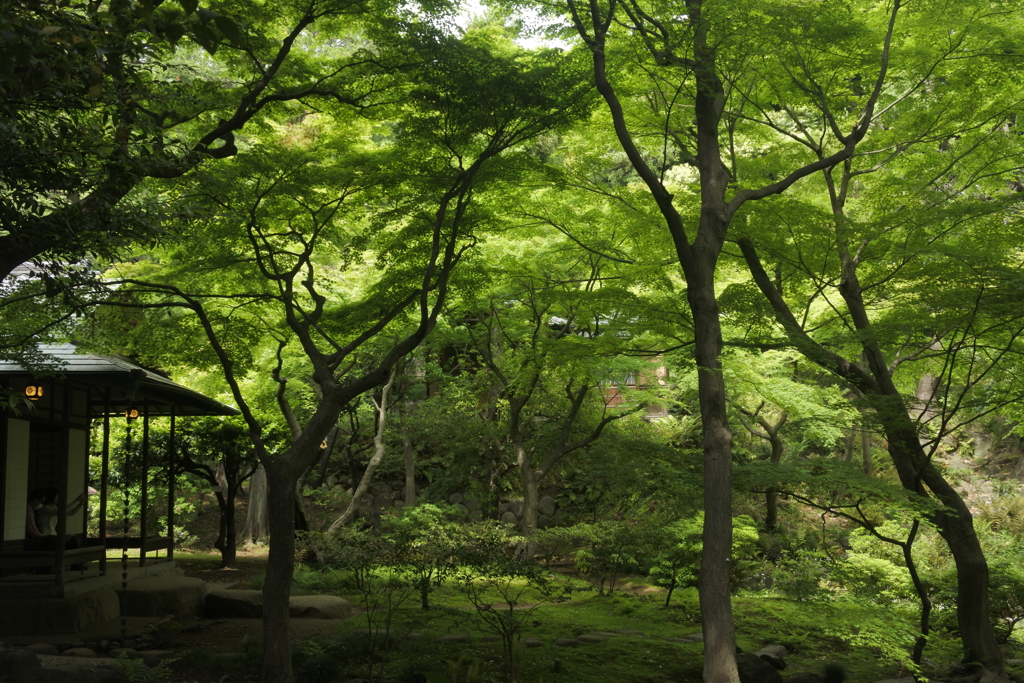 山道から