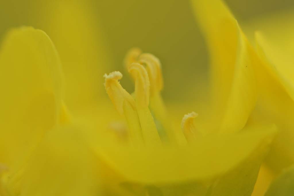 昼下がりの微睡