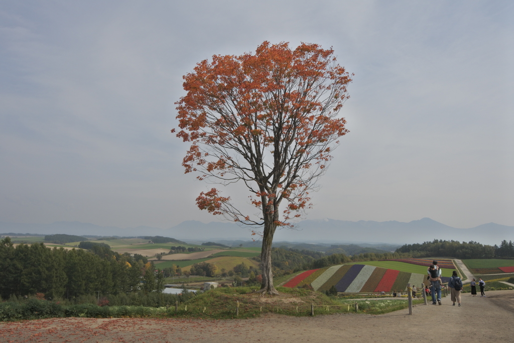 四季彩の丘～木