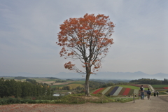 四季彩の丘～木