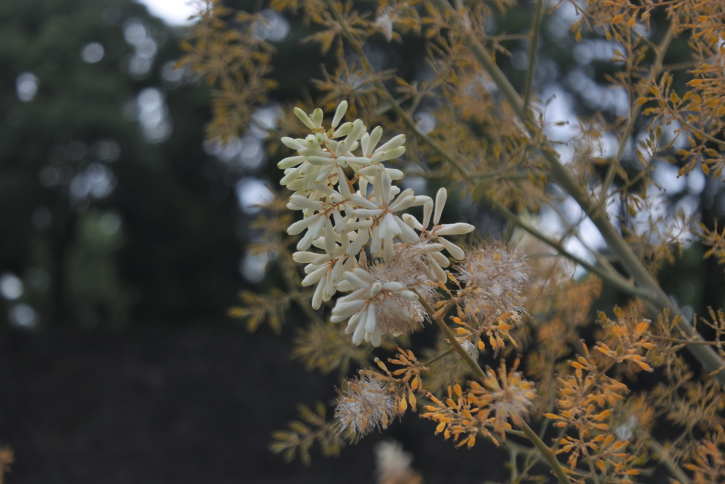 お濠のタケニグサ