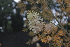 お濠のタケニグサ