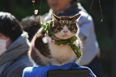 湯島天神にいた猫（去年のものです）