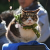 湯島天神にいた猫（去年のものです）