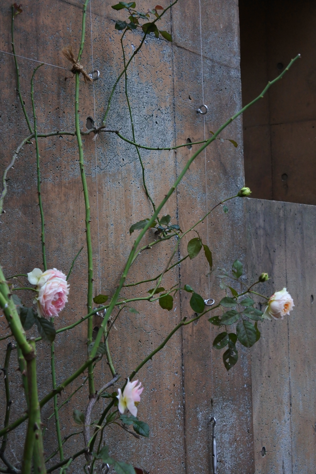 山下公園　壁の花