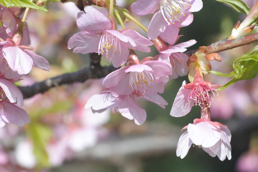 不忍の桜